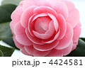 乙女椿