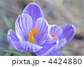クロッカス
