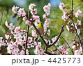東御苑のメジロと淡いピンク色の梅の花