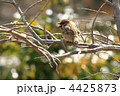 芝公園の枯れ枝で鳴いているスズメ