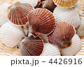 笊に乗せた帆立貝