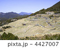 丸山千枚田