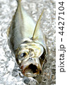 horse mackerel, マアジ