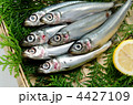 pacific round herring, ウルメイワシ