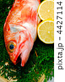 sea perch, ユメカサゴ