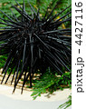 red sea urchin, アカウニ