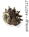 horned turban, サザエ