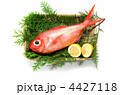 sea perch, ユメカサゴ