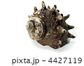 horned turban, サザエ
