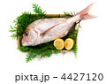 red sea bream, マダイ
