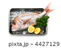 red sea bream, マダイ
