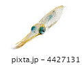 bigfin reef squid, アオリイカ