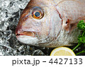 red sea bream, マダイ