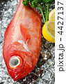 alfonsino, キンメダイ