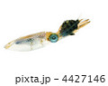 bigfin reef squid, アオリイカ