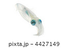 bigfin reef squid, アオリイカ