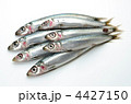 pacific round herring, ウルメイワシ