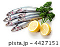 pacific round herring, ウルメイワシ