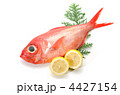 alfonsino, キンメダイ