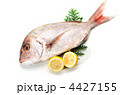 red sea bream, マダイ