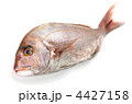 red sea bream, マダイ