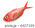 alfonsino, キンメダイ
