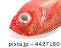 alfonsino, キンメダイ