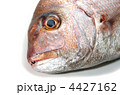 red sea bream, マダイ