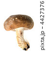 shiitake mushroom, シイタケ