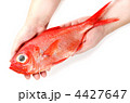 alfonsino, キンメダイ