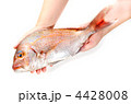 red sea bream, マダイ