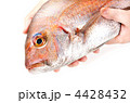 red sea bream, マダイ