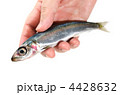pacific round herring, ウルメイワシ