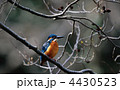 狙いを付けるカワセミ