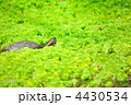水草の中を進むカメ