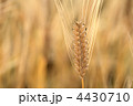 麦