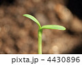 向日葵の芽