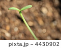 向日葵の芽