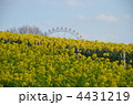 春の公園