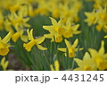 スイセンの花