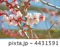 あんずの花