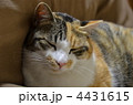 居眠り中のネコ