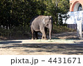 動物園の象（１）