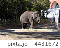 動物園の象（２）