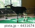 オカピ