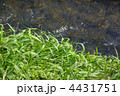 川辺の草むらと流れ