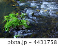 刈り草と流れ
