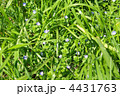 小花の咲く草地