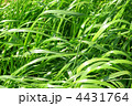 春風にそよぐ草地