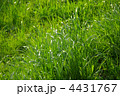 春風にそよぐ草地